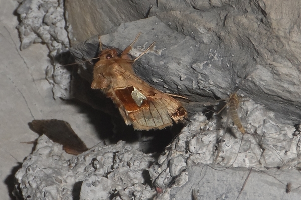 Autographa aemula, Noctuidae